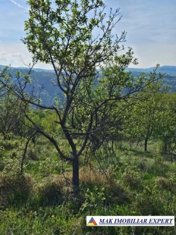 teren-de-4300-mp-cu-casa-batraneasca-de-vanzare-in-campulung-muscel-arges-oportunitate-ideala-2