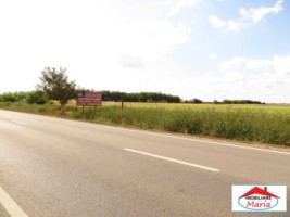 teren-59500-mp-botizului-la-sosea-sau-10-hectare-21543