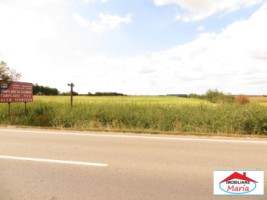 teren-59500-mp-botizului-la-sosea-sau-10-hectare-21543-1