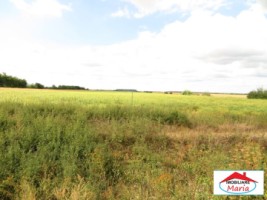 teren-59500-mp-botizului-la-sosea-sau-10-hectare-21543-4