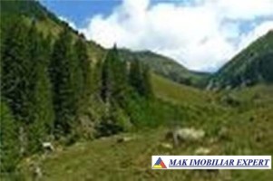casa-cu-4-camere-si-teren-de-1200-mp-de-vanzare-in-poienile-valsanului-bradulet-arges-ideala-pentru-locuinta-de-familie-4
