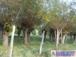 teren-extravilan-14-ha-cocenesti-rizeasca-matau-mioarele-arges-ideal-pentru-agricultura-3