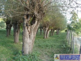 teren-extravilan-14-ha-cocenesti-rizeasca-matau-mioarele-arges-ideal-pentru-agricultura-4