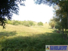 teren-extravilan-14-ha-cocenesti-rizeasca-matau-mioarele-arges-ideal-pentru-agricultura-10