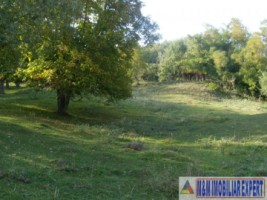 teren-extravilan-14-ha-cocenesti-rizeasca-matau-mioarele-arges-ideal-pentru-agricultura-14