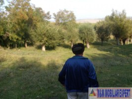 teren-extravilan-14-ha-cocenesti-rizeasca-matau-mioarele-arges-ideal-pentru-agricultura-7