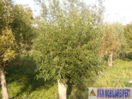 teren-extravilan-14-ha-cocenesti-rizeasca-matau-mioarele-arges-ideal-pentru-agricultura-8