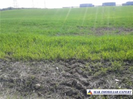 teren-extravilan-3000-mp-oarja-arges-ideal-pentru-agricultura-2