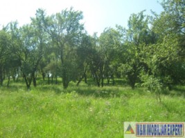 teren-livada-extravilan-de-vanzare-147-ha-in-calea-romanestilor-campulung-muscel-arges-ideal-pentru-agricultura-7