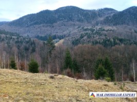 teren-5000-mp-intravilan-de-vanzare-in-valea-cheii-dambovicioara-arges-2