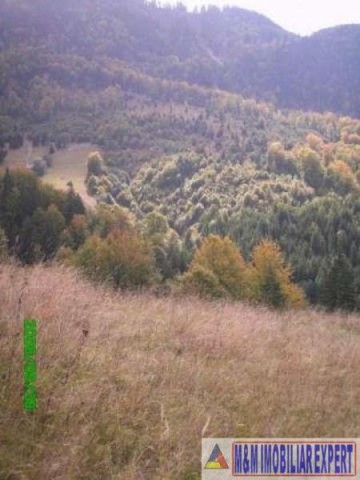 teren-5000-mp-intravilan-de-vanzare-in-valea-cheii-dambovicioara-arges-8