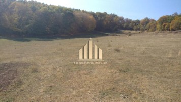 casa-de-vanzare-cu-4-hectare-teren-vintu-de-jos-11