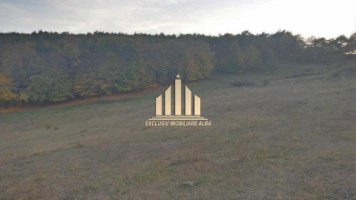 casa-de-vanzare-cu-4-hectare-teren-vintu-de-jos-9