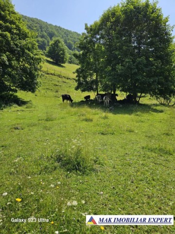 teren-14-ha-extravilan-de-vanzare-in-ciocanu-dambovicioara-arges-18