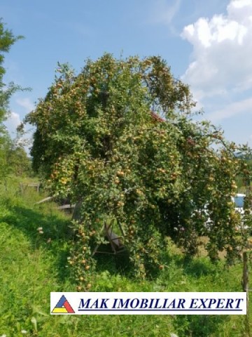 teren-intravilan-5000-mp-de-vanzare-in-bradulet-galesu-arges-11