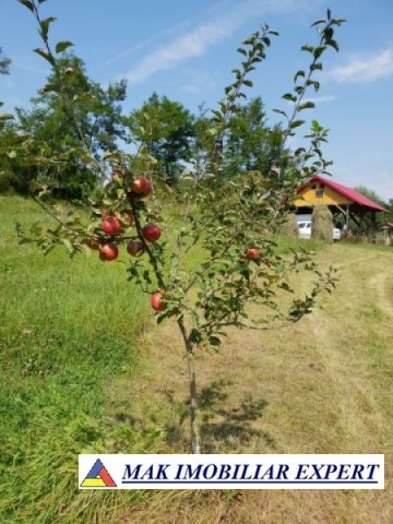 teren-intravilan-5000-mp-de-vanzare-in-bradulet-galesu-arges-10