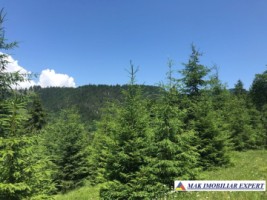teren-intravilan-de-1-ha-de-vanzare-in-valea-cheii-dambovicioara-arges-21