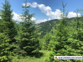 teren-intravilan-de-1-ha-de-vanzare-in-valea-cheii-dambovicioara-arges-20