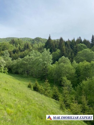 teren-intravilan-de-1-ha-de-vanzare-in-valea-cheii-dambovicioara-arges-28