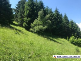 teren-intravilan-de-1-ha-de-vanzare-in-valea-cheii-dambovicioara-arges-30