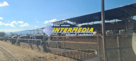 ferma-de-vanzare-in-apropiere-de-alba-iulia-2