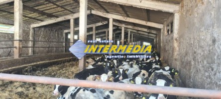 ferma-de-vanzare-in-apropiere-de-alba-iulia-11