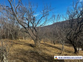 teren-8040-mp-intra-extravilan-mioarele-matau-arges-4