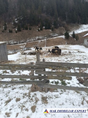 casa-musceleana-2-camere-teren-2723-mp-rucar-satic-arges-7