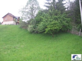 valea-doftanei-teren-intravilan-2