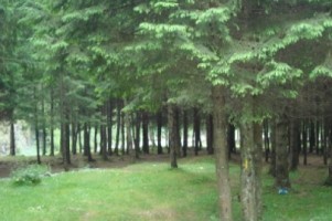 teren-munte-4005-mp-extravilan-cabana-voina-leresti-arges-5