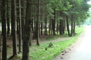 teren-munte-4005-mp-extravilan-cabana-voina-leresti-arges-6