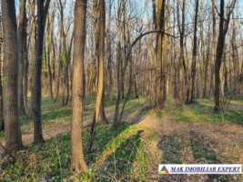 vand-teren-4000-mp-intravilan-in-cernica-ilfov-bucuresti-15