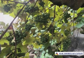 vand-casa-2-camere-526-mp-teren-matau-mioarele-arges-2