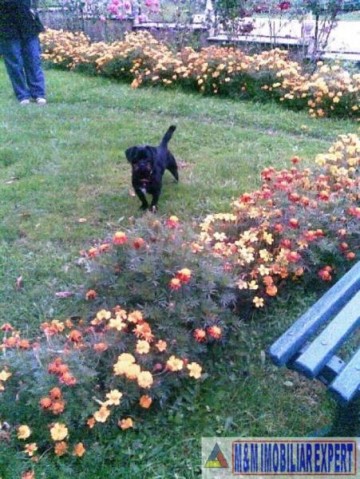 vila-5-camere-teren-235-mp-centru-campulung-muscel-arges-43