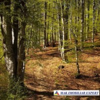 padure-275-ha-de-vanzare-cheile-valsanului-nucsoara-arges