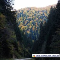 padure-275-ha-de-vanzare-cheile-valsanului-nucsoara-arges-2