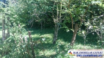 padure-1500-mp-in-valea-barbusii-campulung-muscel-arges-1