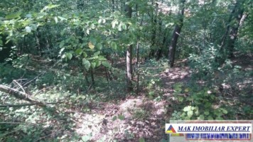 padure-1500-mp-in-valea-barbusii-campulung-muscel-arges-2