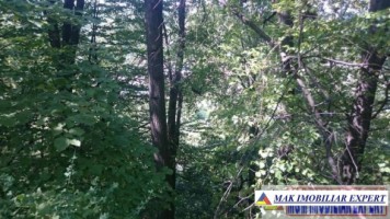 padure-1500-mp-in-valea-barbusii-campulung-muscel-arges-4