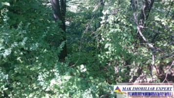 padure-1500-mp-in-valea-barbusii-campulung-muscel-arges-5