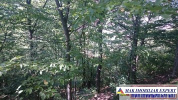padure-1500-mp-in-valea-barbusii-campulung-muscel-arges-7