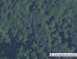 padure-1500-mp-in-valea-barbusii-campulung-muscel-arges-8