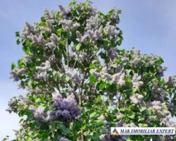 vand-casa-7-camere-si-3500-mp-teren-in-schitu-golesti-arges-6