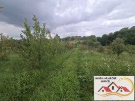 vanzare-teren-campulung-in-suprafata-20606mp-din-care-3200mp-intravilan-pe-teren-se-afla-3-puturi-de-apa-si-sistem-complet-de-irigatii-pret-87418-euro-negociabil-11