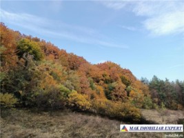 padure-si-parc-de-distractii-10-ha-in-priboieni-arges-2