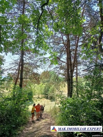 padure-si-parc-de-distractii-10-ha-in-priboieni-arges-3