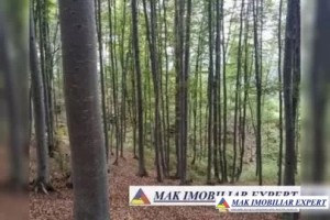 padure-5-ha-fond-forestier-in-bradut-covasna