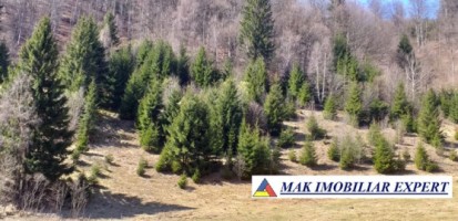 teren-extravilan-6000-mp-de-vanzare-rucar-rausor-arges-4