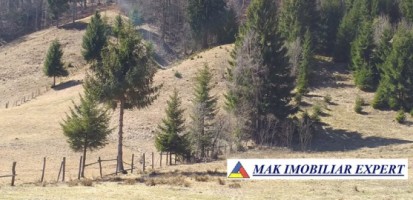 teren-extravilan-6000-mp-de-vanzare-rucar-rausor-arges-5