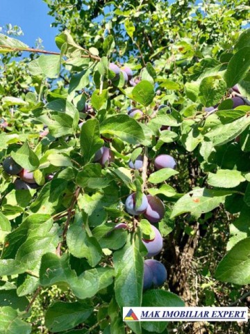 casa-3-camere-teren-3000-mp-valea-mare-pravat-arges-18